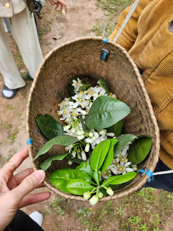 Hương bưởi (1)