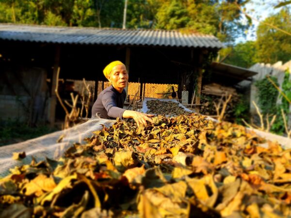 MocThanh