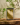 BaBan_1408.png